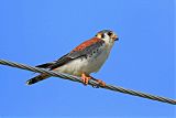 American Kestrel